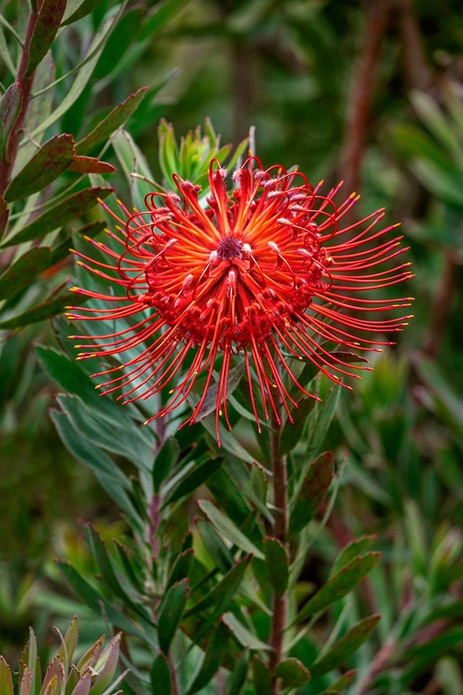 Pincushion flower